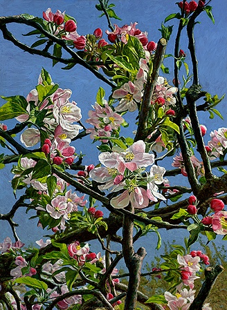 Hoofdafbeelding Appelbloesem op Ewsum