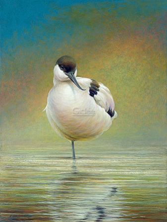 Hoofdafbeelding Kluut