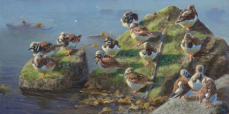 Hoofdafbeelding Rustende steenlopers